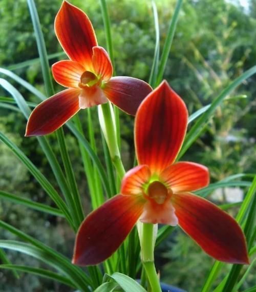 被誉为“国兰第一红”的红河红,花型正格,一杆双花,养护简单