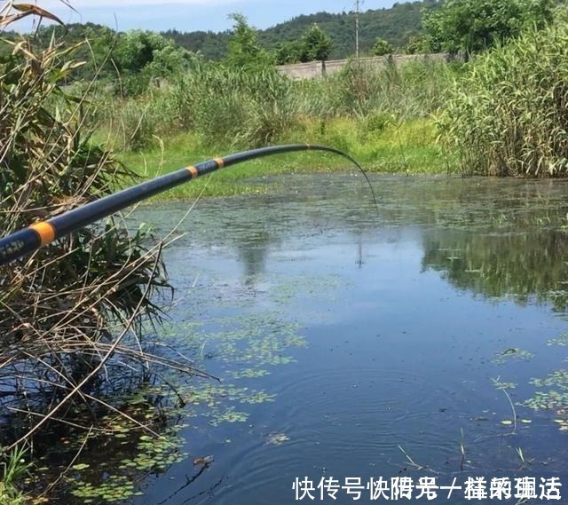 浅水|夏季野钓该钓远还是钓近了解鱼儿一日三迁，鱼竿长短好选择