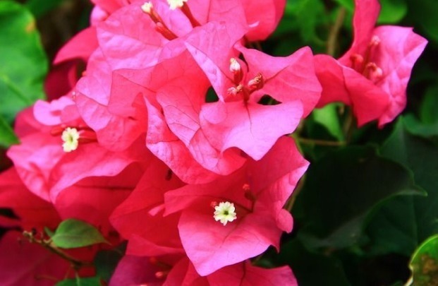 想要有一个花园,不如在阳台养这些花朵,年年开花爆盆,绚丽多彩