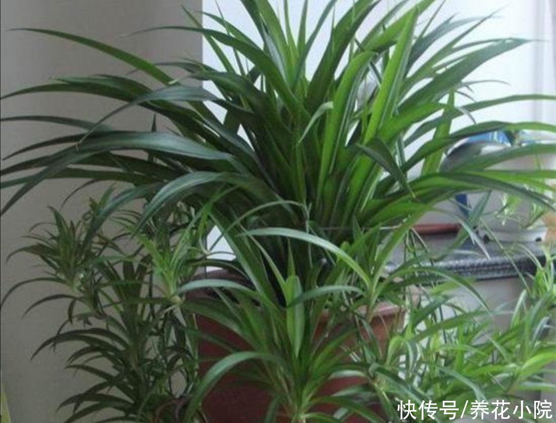 漂亮|养不好花，先养3种漂亮植物，见土就活，美观大方