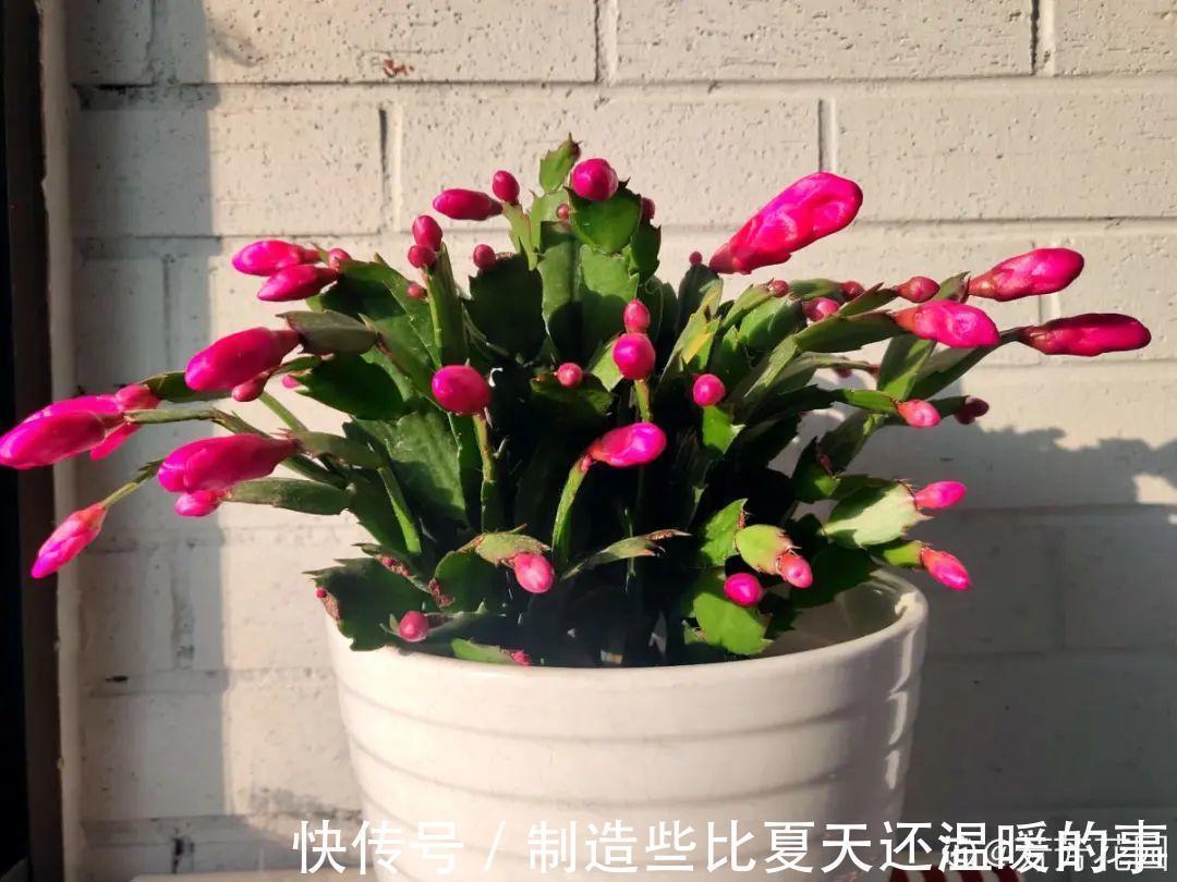 要点|养护蟹爪兰,要注意8个要点,才能开出仙气飘飘花