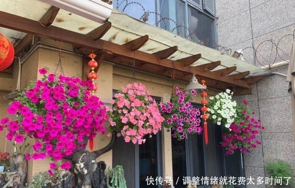 漂亮|4种漂亮花,开完花剪一波,旁边冒侧芽,下一茬花更多