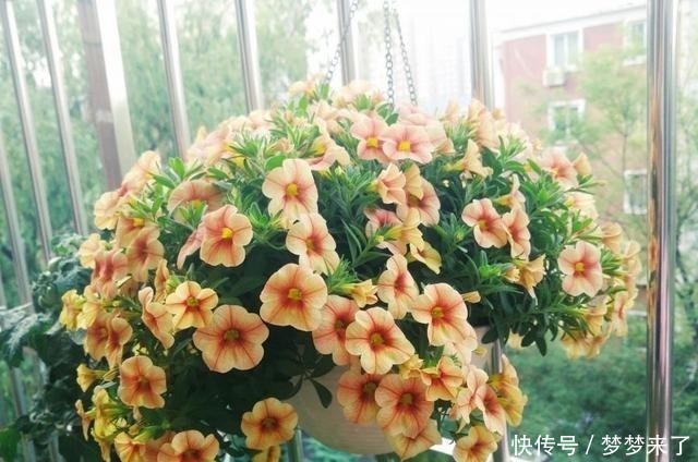 冬天|冬季阳台太单调,养3种花,颜色艳丽漂亮,开一个冬天