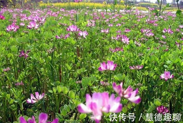 春天里|紫云英花——那是我的思乡之花