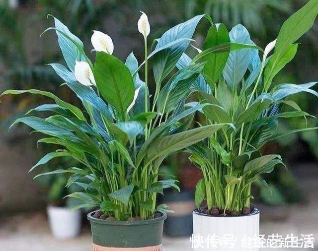 黄叶|这5种花，天生不能晒，一晒就黄了，不信你就试试！