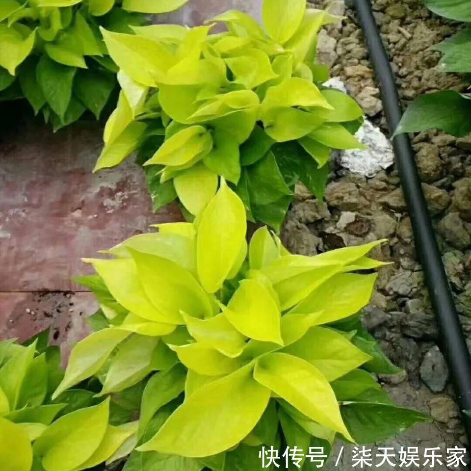 绿萝、吊兰变异了这些品种，你未必都见过！