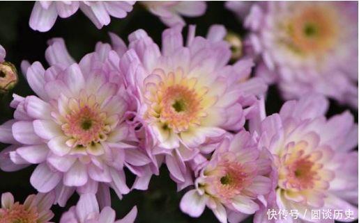 4种花很好养,耐热耐晒更耐旱,株型美观大气,非常优雅