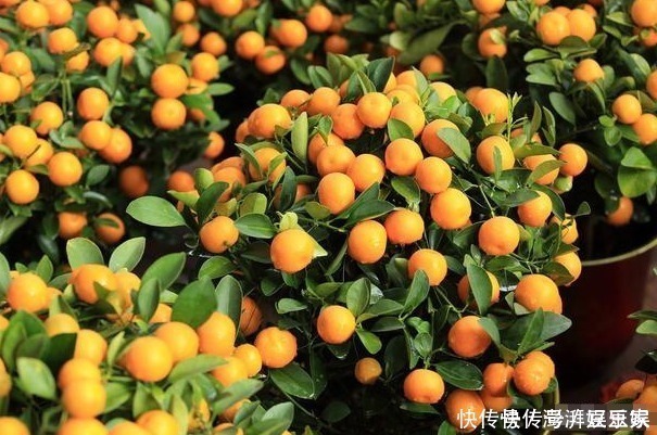 收获|此花被称为“转运珠”,寓意收获和招财,可以让家人更加发财旺运