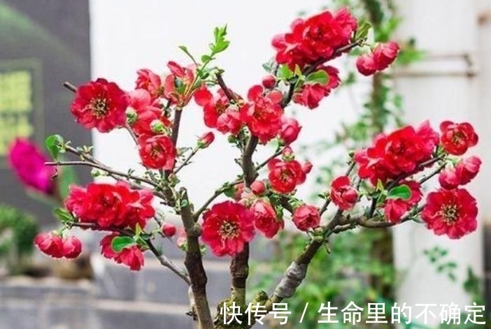 四季海棠|这几款花养在家，花期长易打理，365天开花不断，随便一养就爆盆