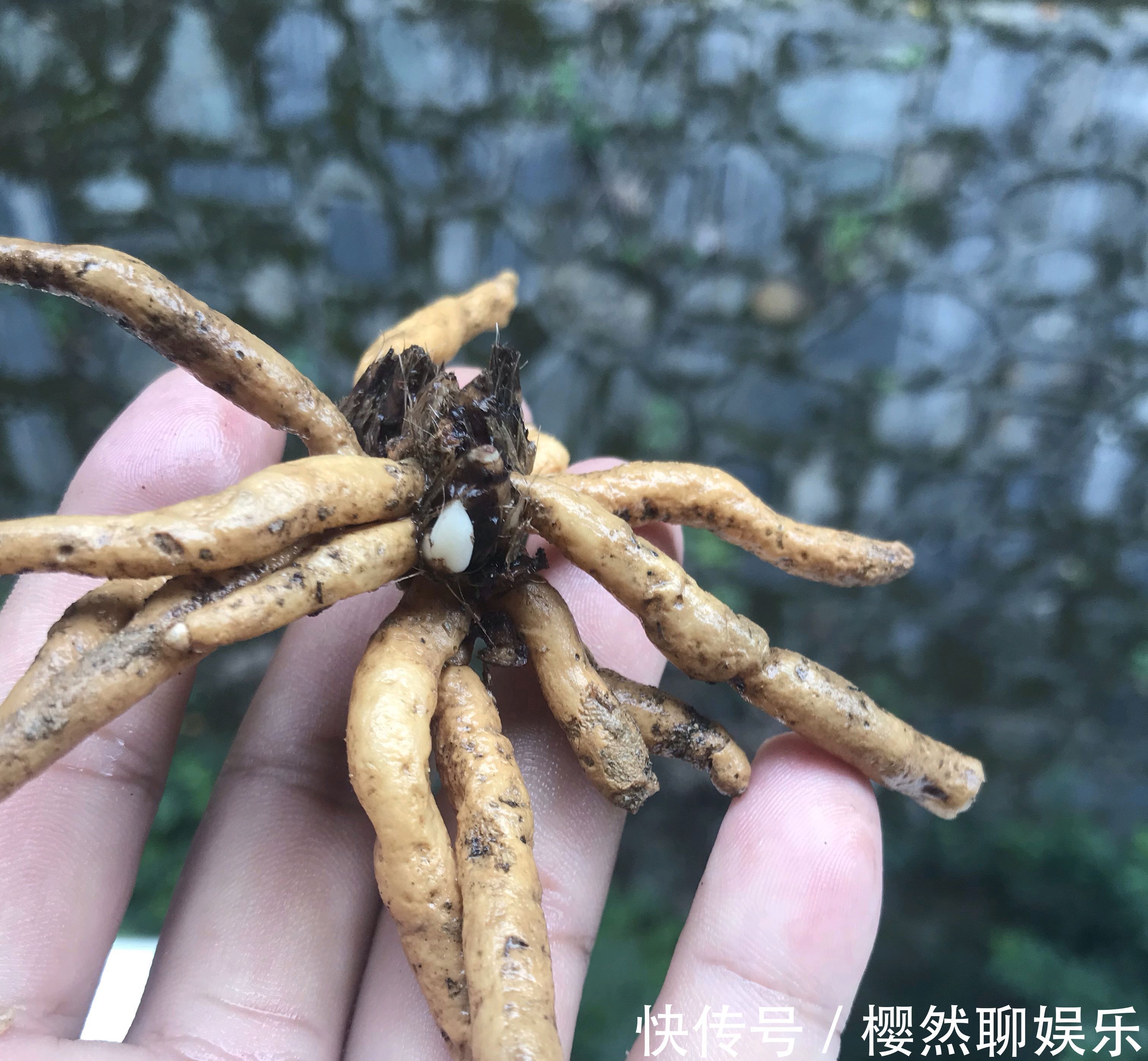 只有根系没有叶片的兰花还能养吗挖个坑埋起来，一个月见惊喜