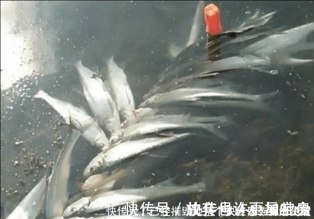 垂钓|长江该禁止钓鱼一男子长江“疯钓”野生白鱼,引网友怒怼