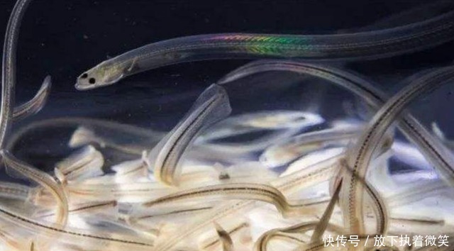 饲养|男子饲养几个月的观赏鱼,却不敢换水,只因鱼和水已经合二为一了