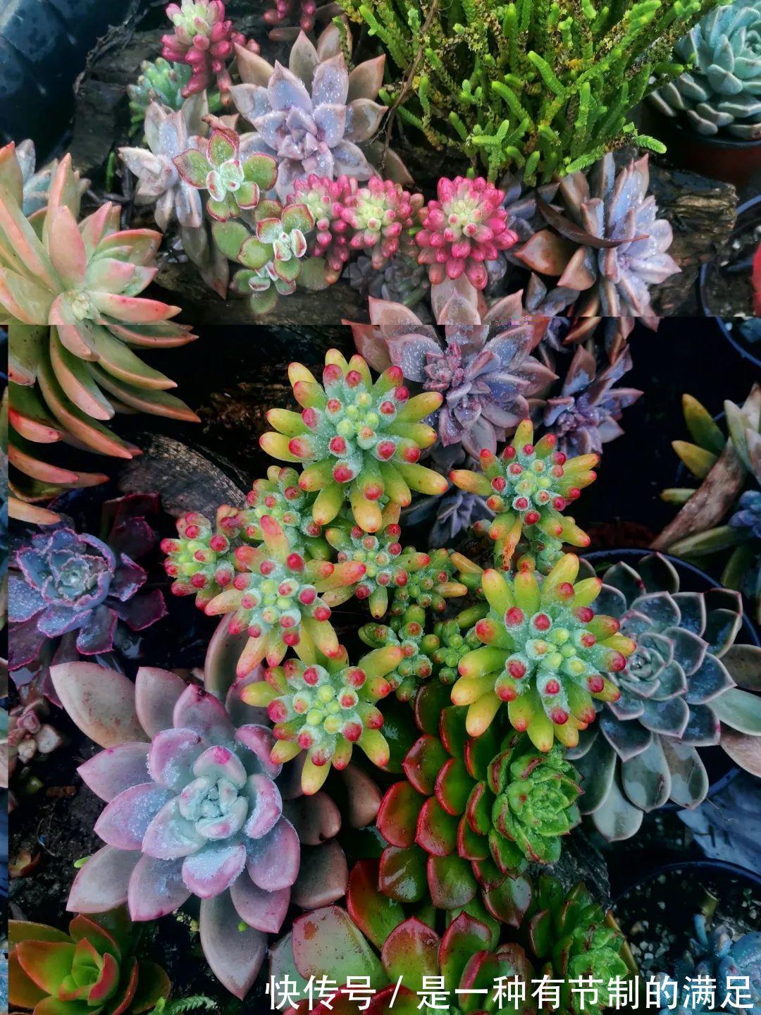 四川大哥养多肉,创意无极限,生活巴适得很!