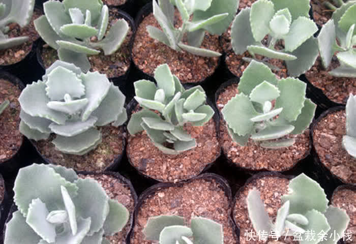 多肉珈蓝菜属,唐印、月兔耳、江户紫、落地生根、趣蝶莲、千兔耳