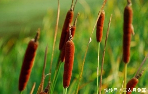 果实|农村一种野草,果实酷似香肠,水下藏着美味,城里30元一斤抢着要