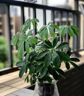 4种“招财花”,喜不喜欢都要养,家里放一盆,财运自己送上门