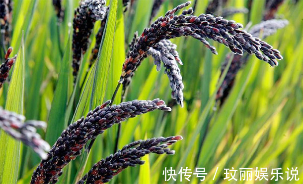 补肾|男人多吃四种“肾黄金”，比吃枸杞厉害，50岁后依旧“肾强腰壮”