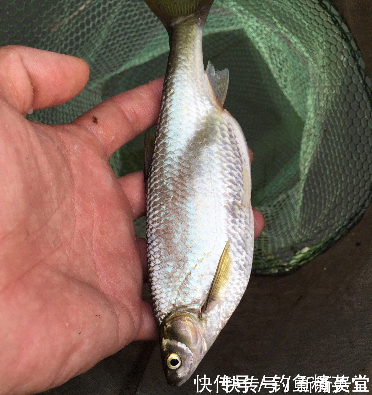 钓鱼|野钓白条的几种方法,上鱼速度一绝,一天钓十几斤是家常便饭