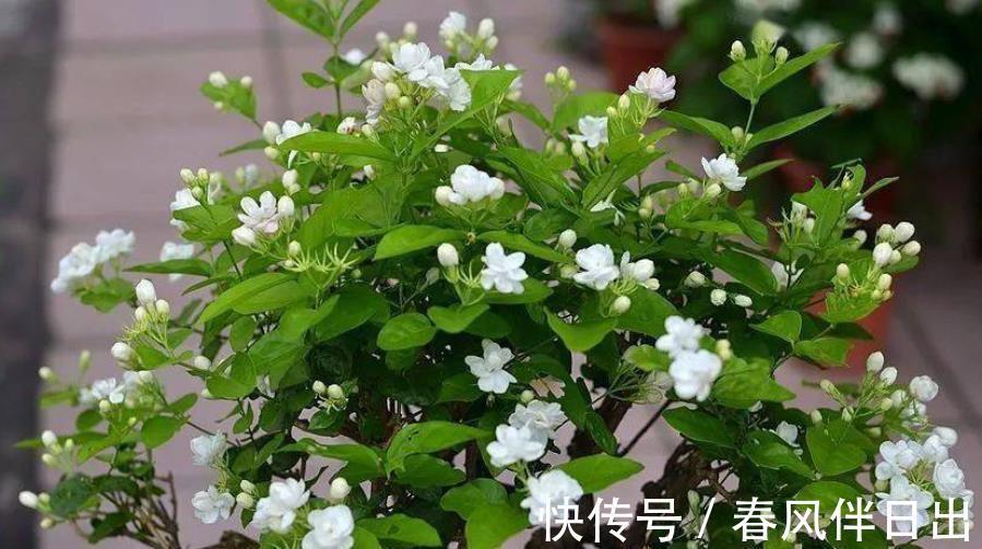 花友|公认难养的3种花，老花匠都不敢轻易入手，新手花友要慎养