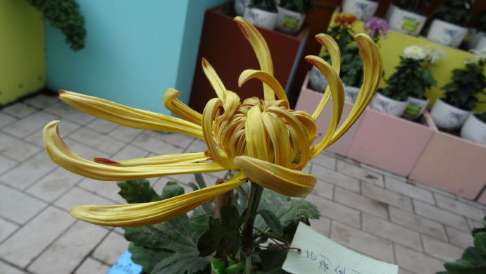 喜欢菊花,不如养盆优良名菊“古刹金刚”似金刚罗汉,刚劲有力!