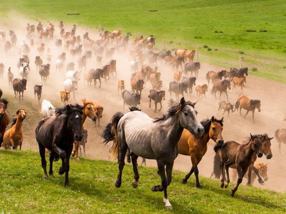 解决|养马太费！从史料入手，看明朝如何解决军马匮乏的问题