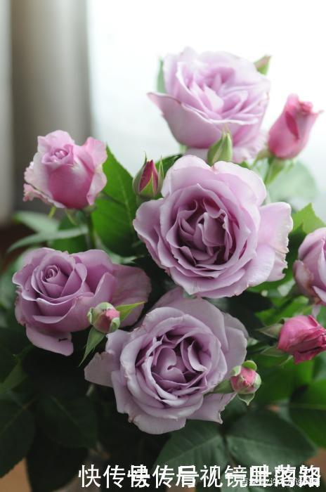花色|20款紫色月季品种。浓香、抗病非常好养,天然紫色唯美盛开