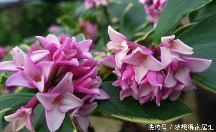 4种花是懒人的最爱,有阳光就爆盆,越养越上瘾!