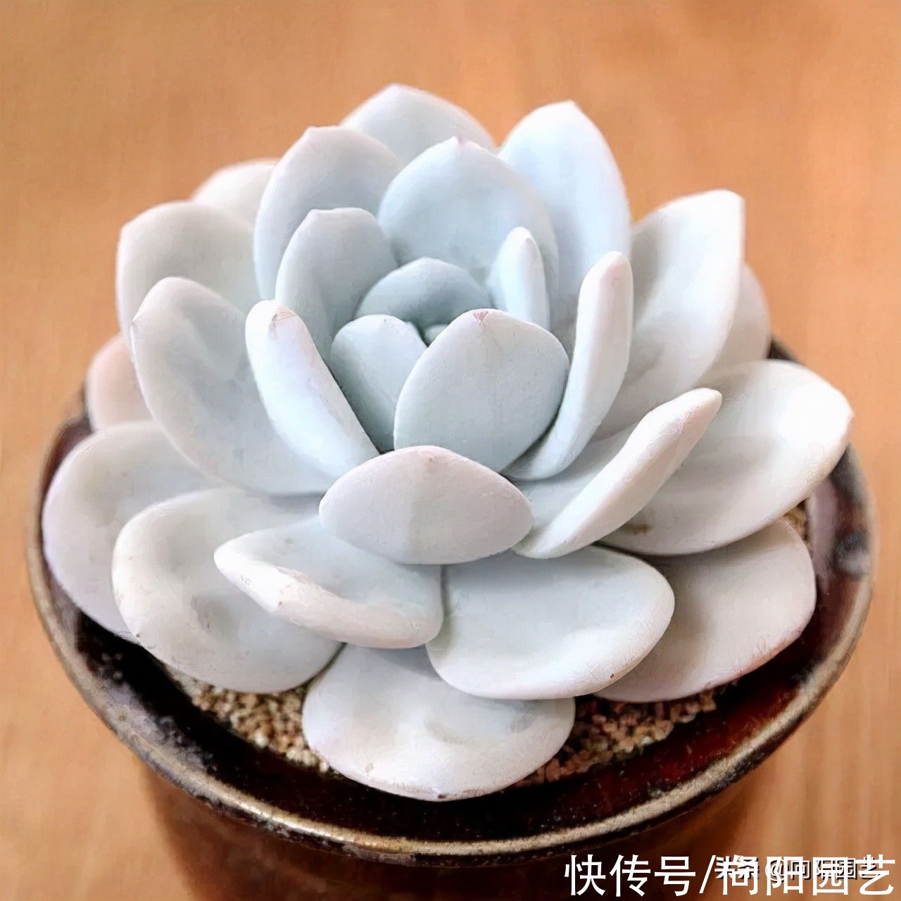 10种多肉最怕水，水多了就“烂根”，养多肉千万不能“手勤”