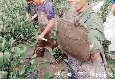 动静|男子在水塘清理水葫芦时，发现水下有动静，一把抓出后，两眼发光