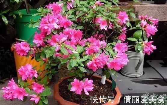 杜鹃花|北方四季分明，该如何盆栽杜鹃花？4个细节到位，养殖走捷径