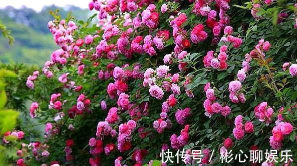 生根|用“河沙”扦插月季花,“小细节”别忽略,不黑杆,提高成活率