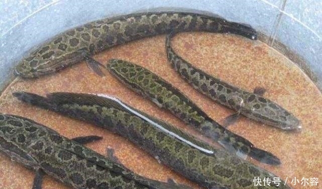 好吃|中国口感最佳的4种鱼,吃起来又鲜又嫩,极其好吃