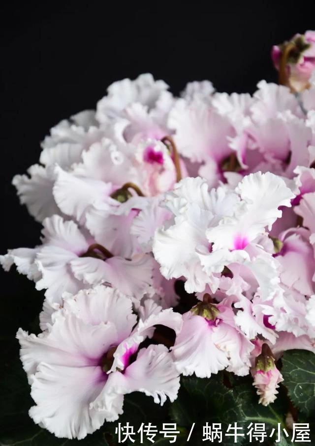 花友来稿|翩翩蝴蝶花还能开180天?看完文章你也可以