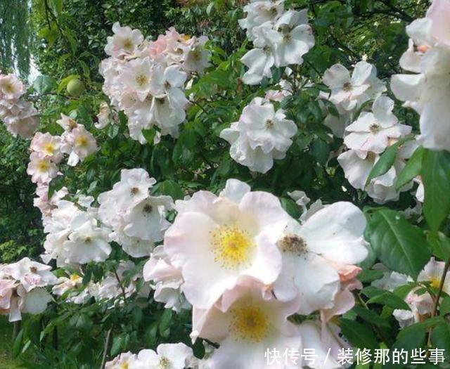 保证|喜欢在家养花?学会3条管理经验,保证啥花都能轻松养好