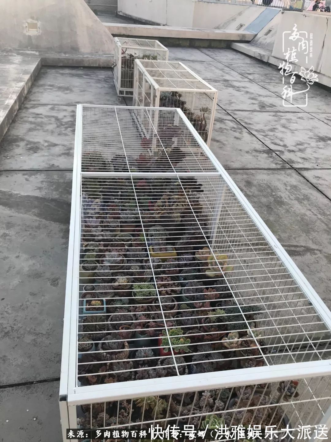 橙梦露|笼子里露养的多肉，越养越美！有多肉的日子伴着小确幸！