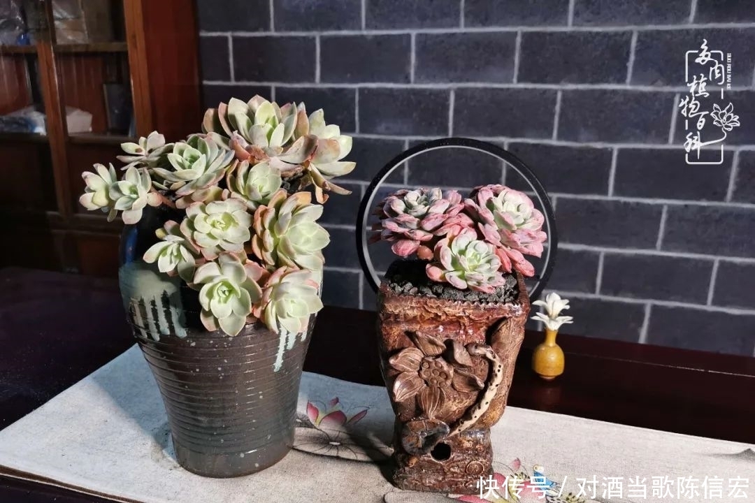 多肉桃花源:别人笑我太疯癫,我笑他人看不穿!