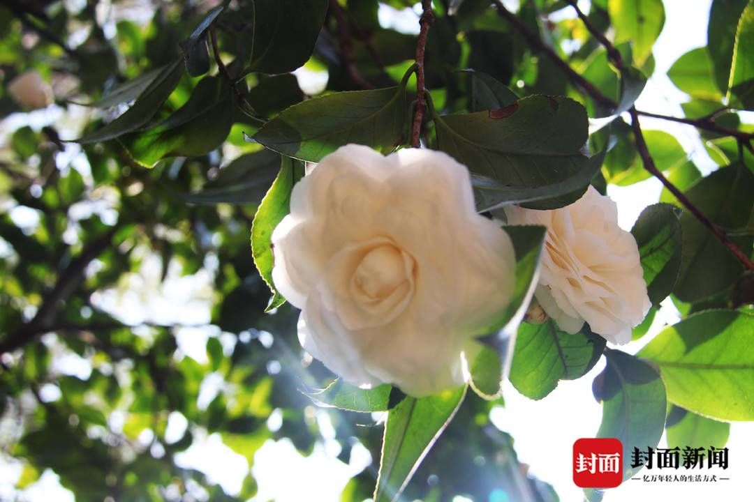 成都|踏春赏花去哪里？这份指南请收好 成都首次发布公园城市春花观赏指数