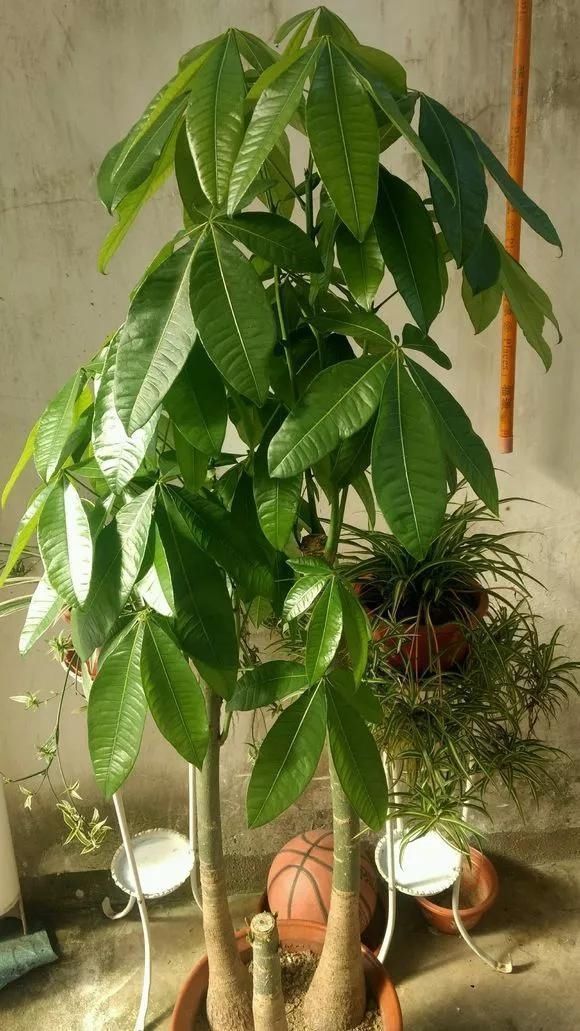 夏天|6种花,夏天一定要管住手,水一多就浇死,很多人不知道