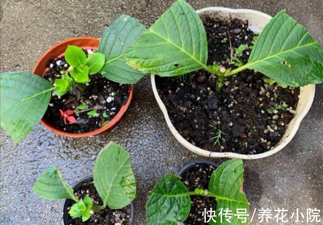 扦插|6种漂亮的花,秋天扦插生根快,来年就能开花