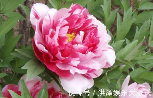 盆栽|喜欢养菊不如养盆“葡萄冰山”,株型饱满,花大色艳,适合盆栽养