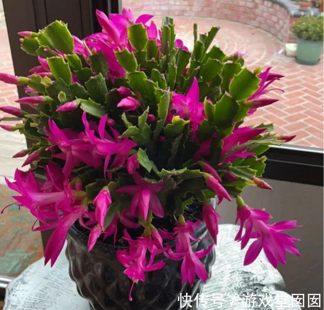 给花喷点它，叶片油绿茂密，花苞嘟噜噜冒出来