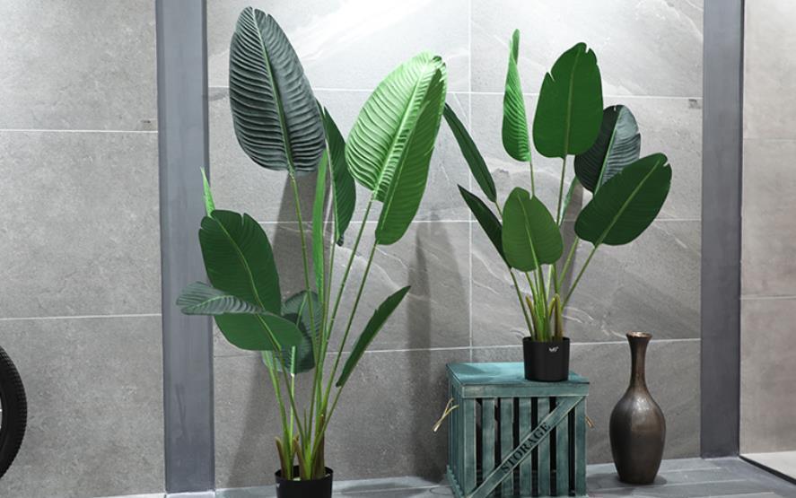 大气上档次|适合客厅的5种大型植物,养一盆大气上档次,空气清新颜值高