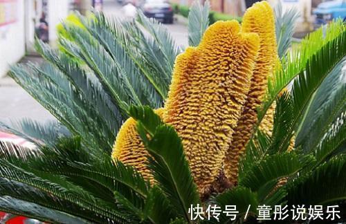 发财树|都误以为这6种绿植不开花,殊不知开花给人惊喜感,养护有技巧