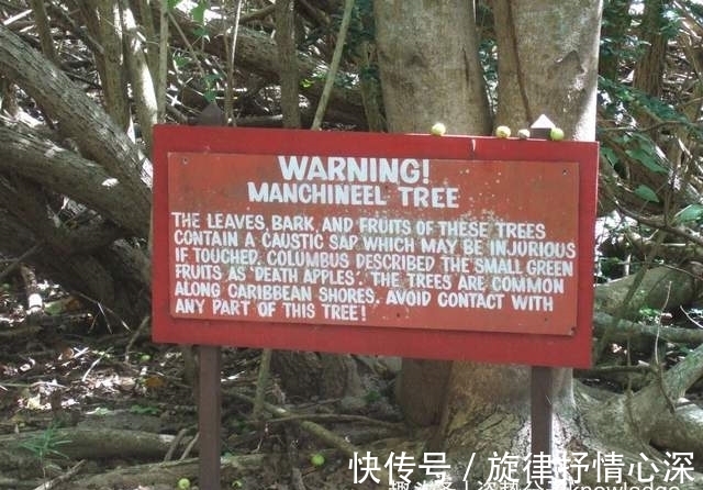 毒番石榴树|死亡之树!吃了会中毒,烧它也可能中毒,还有人吃过它的果实