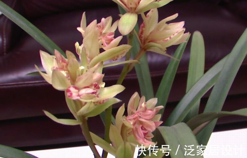 植株|养兰花富山奇蝶,夏秋盆栽嗖嗖开花,花色黄中带有一丝红