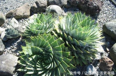 芦荟养了50年,一盆能卖一万多,越老越值钱,你见过吗!