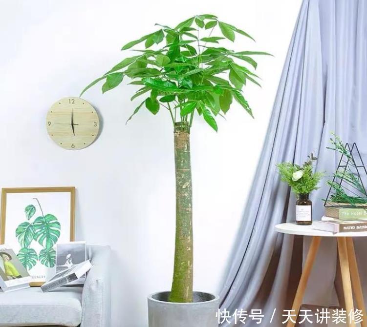 发财树|年底逛花市,这些花最好看、最好养,赶紧抱回家