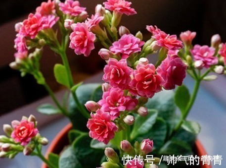 沙漠玫瑰|这三种花最不爱喝水,越是旱它越是轻松长不停,懒人必备