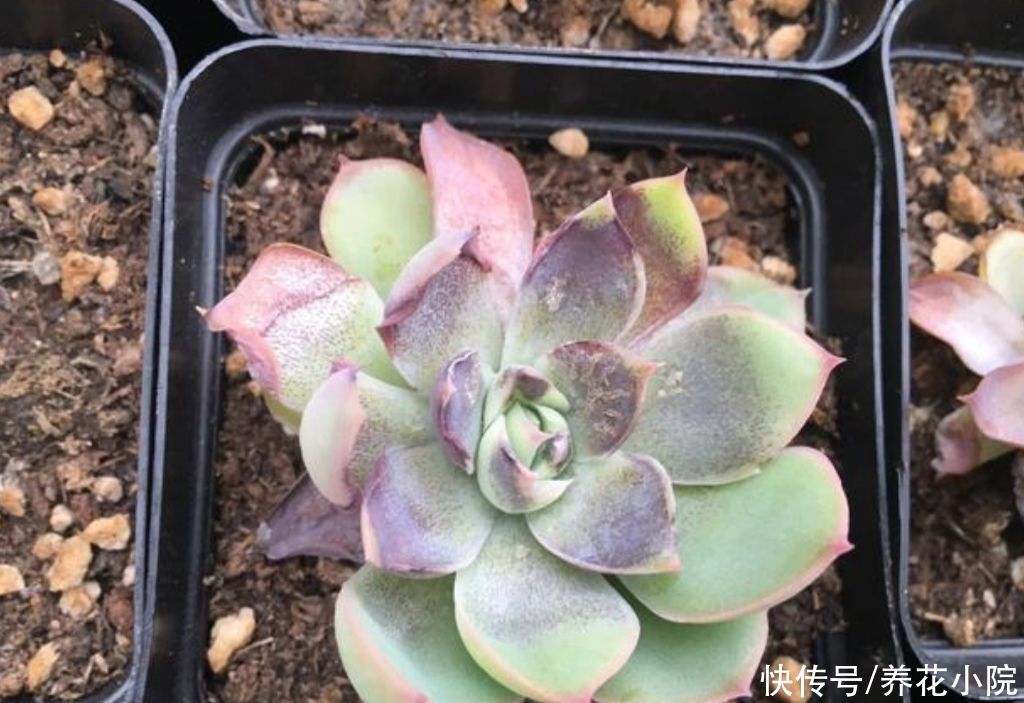 多肉植物|三伏天到了，给家里的多肉要做好“3控”，株型紧凑，不烂根