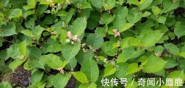 虎杖|屋前屋后见到这草，二话不说赶紧拔，小心爬的满家都是！